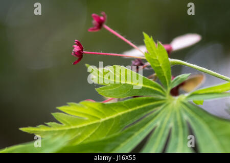 Schnitt-leaved japanischer Ahorn (Acer Japonicum 'Aconitifolium'). Rote Blüten und Blätter des Baumes in der Familie Sapindaceae, aka downy japanischer Ahorn Stockfoto
