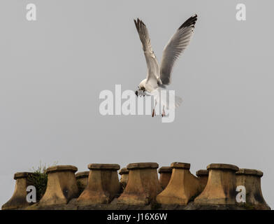 Silbermöwe (Larus Argentatus) Nestbau am Schornstein. Vogel in der Familie Laridae im Flug tragen Nistmaterial im Schnabel an Schornstein Stockfoto