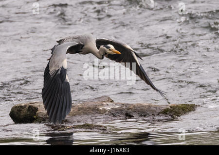 Graureiher (Ardea Cinerea) im Flug über den Fluss. Großer Vogel in der Familie Ardeidae, Momente nach dem Flug Stockfoto