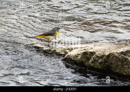 Gebirgsstelze (Motacilla Cinerea) im Profil. Bunter Vogel in der Familie Motacillidae, stehen auf Felsen im Fluss Stockfoto