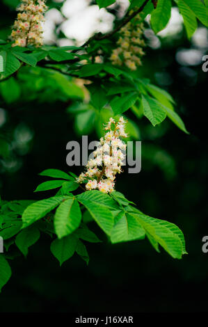 Kastanien blühen Blumen auf die branche Stockfoto