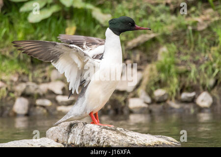 Gänsesäger (Mergus Prototyp) männlich mit Flügel ausgestreckten Sawbill Ente in der Familie Anatidae, mit Wappen und geriffelt Rechnung mit Flügeln schlägt Stockfoto