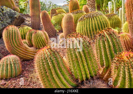 Kakteengarten, Gran Canaria, Spanien Stockfoto