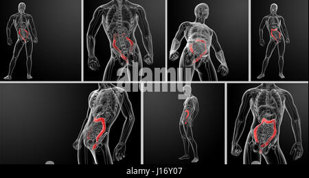 3D Rendering-Abbildung des menschlichen Dickdarms Stockfoto