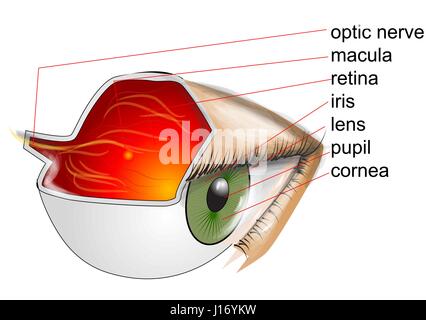 Anatomie des Auges. Auge auf weißem Hintergrund Stock Vektor