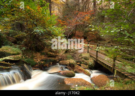 Atemberaubende Herbstlaub im Wald im malerischen Wyming Brook Nature Reserve in Sheffield Stadt Peak District, England UK Stockfoto