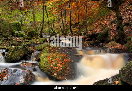 Atemberaubende Herbstlaub im Wald im malerischen Wyming Brook Nature Reserve in Sheffield Stadt Peak District, England UK Stockfoto