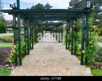 Pfosten und Balken Pergola mit blühenden Rosen. Keszthely, Ungarn. Stockfoto