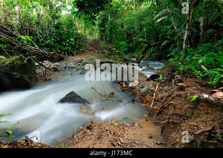 Panama, Darien Dschungel in der Nähe von kolumbianischen Grenze. Zentralamerika Stockfoto