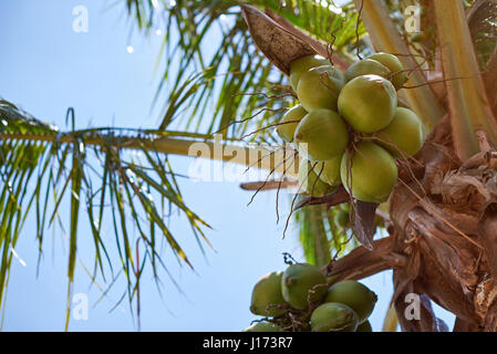 Kokosnuss Früchte auf Palme im sonnigen Tag Blye Sommerhimmel Stockfoto