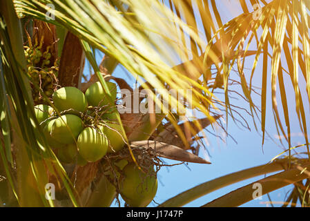 Kokosnuss Zweig am Baum Palm Nahaufnahme Sonnentag Licht Himmel Stockfoto