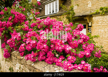 Eine überlappende Anzeige einer rosa rambling Rose {wahrscheinlich R. amerikanischen Säule) geschmückt auf der vorderen Gartenmauer in Melksham Stadt. Stockfoto