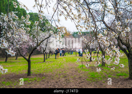 Blühenden Mandelbäumen. Quinta de los Molinos Park, Madrid, Spanien. Stockfoto