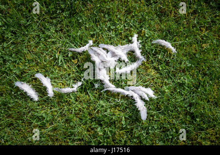 Federn, gefunden auf einer Wiese erzählen Teil einer Geschichte. Wahrscheinlich gehörten sie an einen ansässigen Ringeltaube gezielt durch Greifvogel. Stockfoto