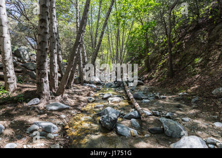 Arroyo Seco Creek über Switzer verliebt sich in den San Gabriel Mountains in der Nähe von Los Angeles, Kalifornien. Stockfoto