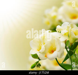 Schöne gelbe Freesie Hintergrund. Freesia Blumen auf Bokeh gelb Hintergrund Stockfoto