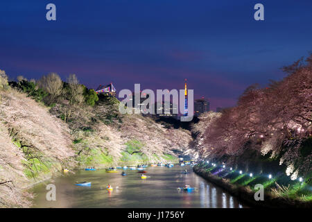 Nachtansicht der massive Kirsche Blüte mit Tokyo Tower als Hintergrund. Photoed in Chidorigafuchi, Tokio, Japan. Stockfoto