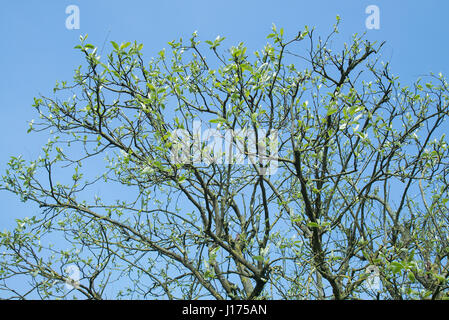 Zuerst verlässt nach der Beschneidung Behandlung zur Bekämpfung der Krankheit im Vergleich zum Vorjahr auf Cydonia Oblonga Obstbaum wächst Stockfoto