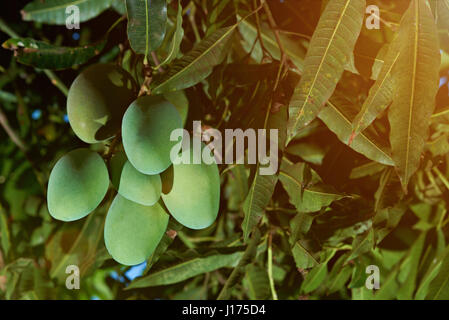 Gruppe von wachsenden Mango-Früchte am Baum Nahaufnahme. Grüne Mango-Frucht Stockfoto