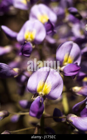 Gelb Nerven lila Blüten von einer Wisteria Sinensis am besten im späten April. Stockfoto