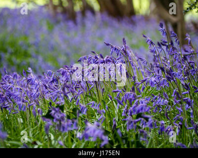 Schneise der Glockenblumen in einen kleinen Laubwald in Hertfordshire. Einige große frischen Blumen im Fokus mit einem blauen Hintergrund verschwimmen. Stockfoto