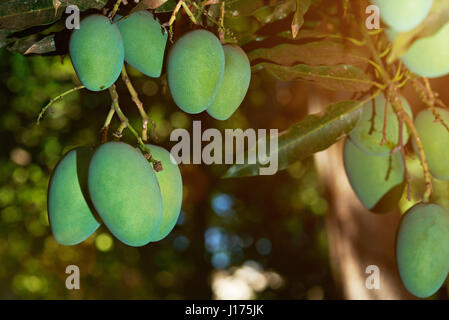 Grüne Mango Früchte hängen am Baum Nahaufnahme. Mango-Landwirtschaft Stockfoto