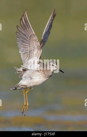 Bruchwasserläufer (Tringa Glareola), Erwachsene im Flug Stockfoto