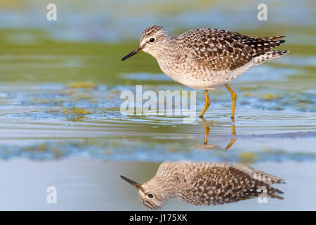 Bruchwasserläufer (Tringa Glareola), Erwachsene stehen in einem Sumpf Stockfoto