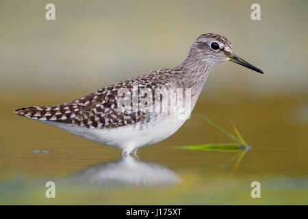 Bruchwasserläufer (Tringa Glareola), Erwachsene stehen in einem Teich Stockfoto