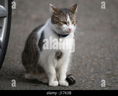 Downing Street, London, UK. 18. April 2017. Minister des Kabinetts kommen für das erste Dienstagmorgen Kabinett treffen nach Ostern zu brechen, bevor PM Theresa May eine Snap-Wahl zum 8. Juni 2017 ankündigt. Foto: Larry sitzt in der Downing Street 10 Downing Street-Katze. Bildnachweis: Malcolm Park/Alamy Live-Nachrichten. Stockfoto