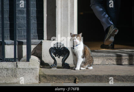 Downing Street, London UK. 18. April 2017. Minister des Kabinetts kommen für das erste Dienstagmorgen Kabinett treffen nach Ostern zu brechen, bevor PM Theresa May eine Snap-Wahl zum 8. Juni 2017 ankündigt. Foto: Larry sitzt die Katze Nr. 10 direkt vor der Haustür, wie Minister ankommen. Bildnachweis: Malcolm Park/Alamy Live-Nachrichten. Stockfoto