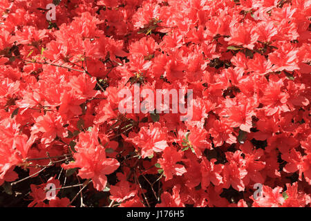 Isabella Plantation, Richmond Park, London. 18. April 2017. Die lebendigen Farben der orange Azalee blüht bei Isabella Plantation in Richmond Park. Die Plantage ist kostenlos und nur einen kurzen Spaziergang vom Parkplatz Broomfield Hill im Royal Deer Park in Süd-west-London. Bildnachweis: Julia Gavin UK/Alamy Live-Nachrichten Stockfoto