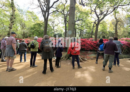 Isabella Plantation, Richmond Park, London. 18. April 2017. Eine Gruppe von Wanderern zu stoppen, um die atemberaubende Darstellung von Rosa Azaleen spiegelt sich im Teich noch bei Isabella Plantation in Richmond Park zu genießen. Die Plantage ist kostenlos und nur einen kurzen Spaziergang vom Parkplatz Broomfield Hill im Royal Deer Park in Süd-west-London. Bildnachweis: Julia Gavin UK/Alamy Live-Nachrichten Stockfoto