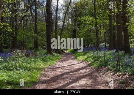 London, UK. 18. April 2017. Glockenblumen Zollhaus in den Wäldern am Lesnes Abbey Park, Süd-Ost-London. Kredit: Claire Doherty/Alamy Live News Stockfoto