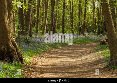 London, UK. 18. April 2017. Glockenblumen Zollhaus in den Wäldern am Lesnes Abbey Park, Süd-Ost-London. Kredit: Claire Doherty/Alamy Live News Stockfoto