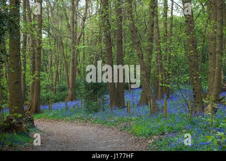 London, UK. 18. April 2017. Glockenblumen Zollhaus in den Wäldern am Lesnes Abbey Park, Süd-Ost-London. Kredit: Claire Doherty/Alamy Live News Stockfoto