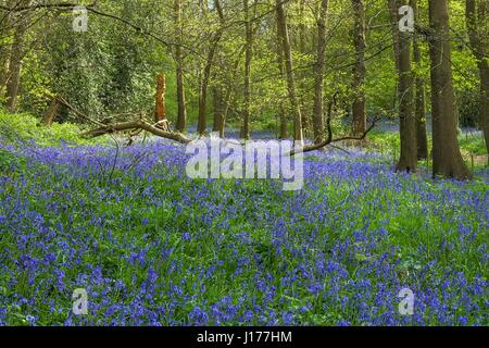 London, UK. 18. April 2017. Glockenblumen gedeihen in den Wäldern am Lesnes Abbey Park, Süd-Ost-London. Kredit: Claire Doherty/Alamy Live News Stockfoto