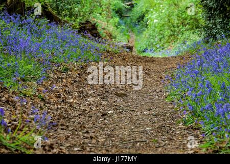 London, UK. 18. April 2017. Glockenblumen Zollhaus in den Wäldern am Lesnes Abbey Park, Süd-Ost-London. Kredit: Claire Doherty/Alamy Live News Stockfoto