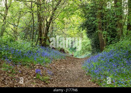 London, UK. 18. April 2017. Glockenblumen Zollhaus in den Wäldern am Lesnes Abbey Park, Süd-Ost-London. Kredit: Claire Doherty/Alamy Live News Stockfoto