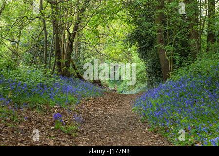 London, UK. 18. April 2017. Glockenblumen Zollhaus in den Wäldern am Lesnes Abbey Park, Süd-Ost-London. Kredit: Claire Doherty/Alamy Live News Stockfoto