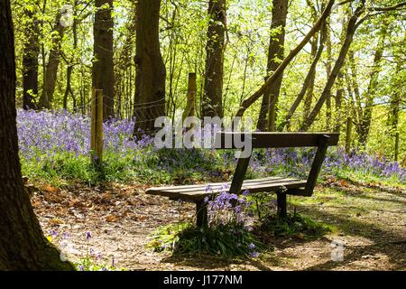 London, UK. 18. April 2017. Glockenblumen Zollhaus in den Wäldern am Lesnes Abbey Park, Süd-Ost-London. Kredit: Claire Doherty/Alamy Live News Stockfoto