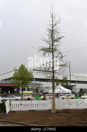 München, Deutschland. 19. April 2017. Einen neu gepflanzten Baum in München, 19. April 2017. Der Baum ist Teil einer Gedenkstätte für die Opfer eines Massakers in einem Einkaufszentrum in München im Juli 2016. Foto: Tobias Hase/Dpa/Alamy Live News Stockfoto