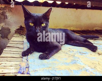 schwarze Katze mit gelben Augen auf Dach in die Kamera starrt liegend Stockfoto