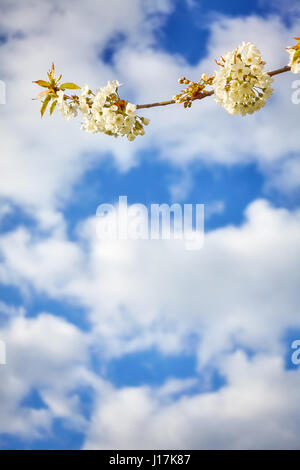 Weiße Kirschblüten, Blumen gegen die blauen Wolkenhimmel, Tiefenschärfe, Platz für Text. Stockfoto
