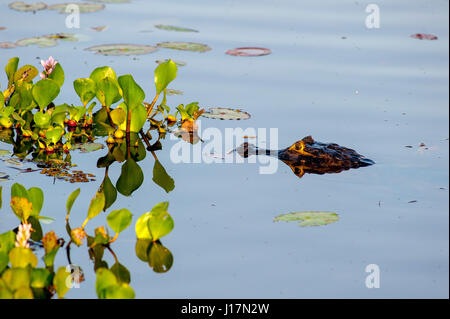 Alligator am Straßenrand an der Transpantaneira Straße, Pantanal von Mato Grosso, Brasilien Stockfoto