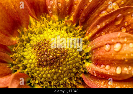 Schöne kühle Tropfen über orange Blume Stockfoto