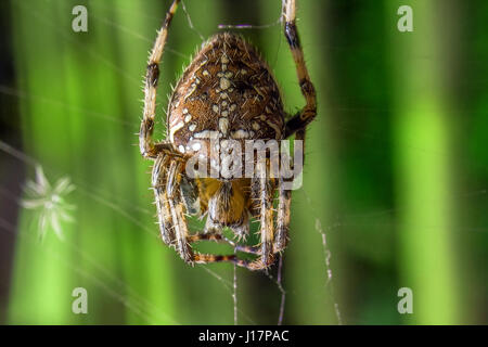 Spinne im Netz Stockfoto