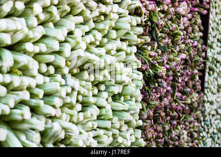 Massen von Brassica und chinesische Salat und Kohl sind in einer bunten Anordnung in einem asiatischen Lebensmittelladen in Chinatown gestapelt. Stockfoto