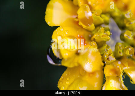 Makro einer gelbe Ringelblume-Blume auf einem dunklen Hintergrund. Die Blüte ist mit Wasser gefüllt und nach einem Regenschauer in Wassertropfen bedeckt. Stockfoto