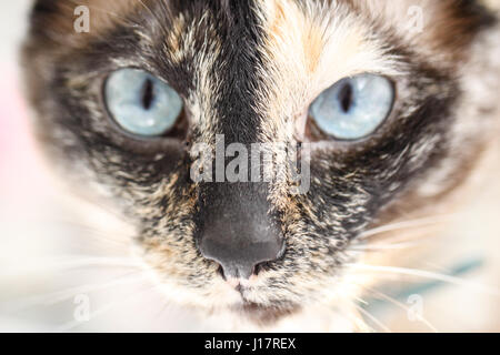 Katzenaugen.  fesselnde Nahaufnahme von Siamkatze mit ungewöhnliche Markierungen zieht Sie in das Bild mit der Katze intensiv eisblaue Blick in die Kamera Stockfoto